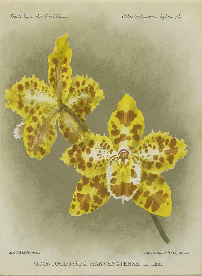 Print Plate From 'dictionnaire Iconographique Des Orchidees' - Odontoglossum Har