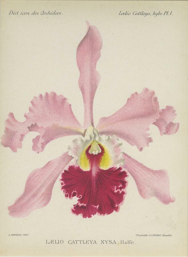 Print Plate From 'dictionnaire Iconographique Des Orchidees' - Laelio Cattleya N