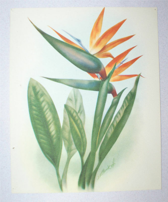 1940s Ted Mundoff Air Brush Print Bird  Paradise Hawaii